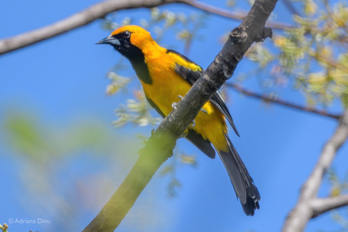 White-edged Oriole - Adriana Dinu