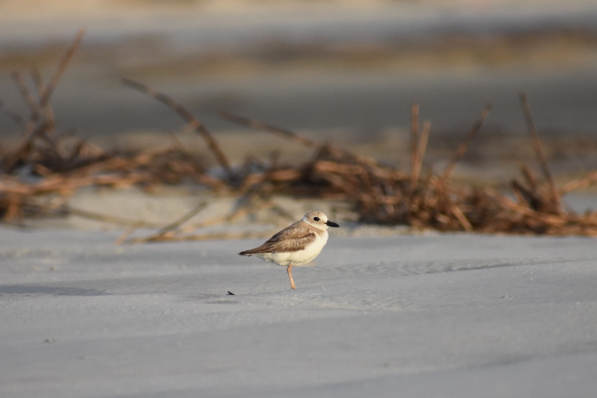 Wilson's Plover - ML621703869