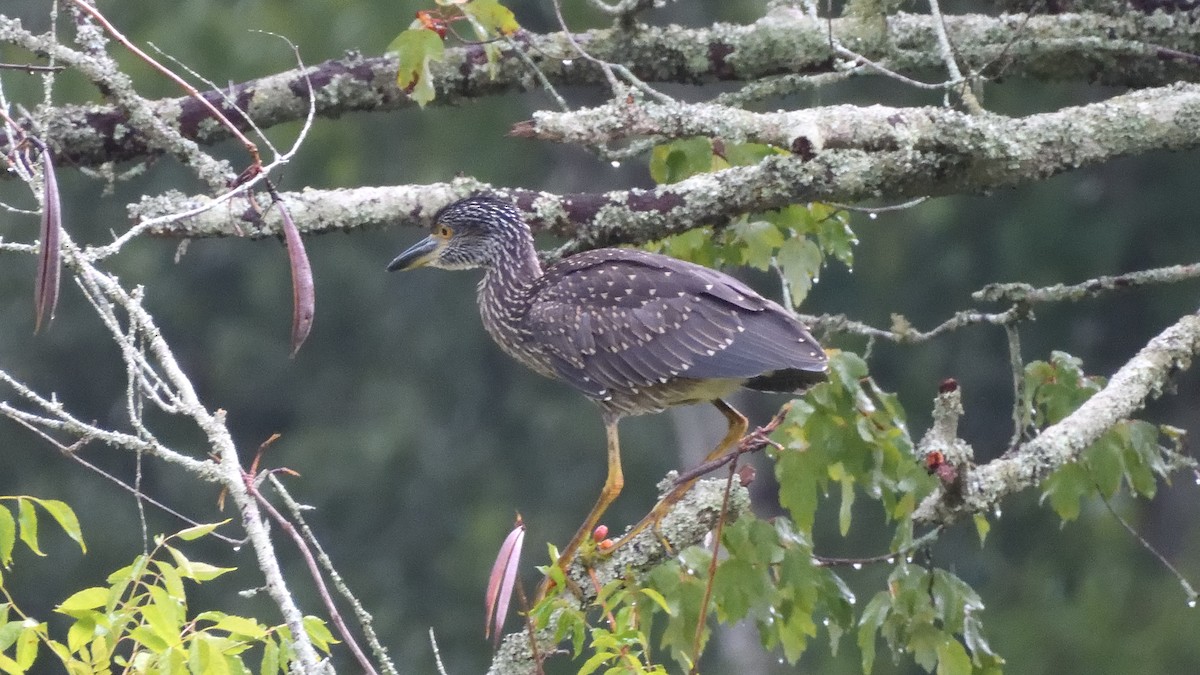 Yellow-crowned Night Heron - ML621703938
