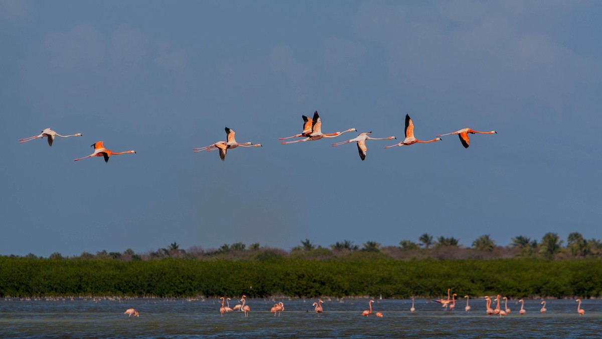 American Flamingo - ML621703952