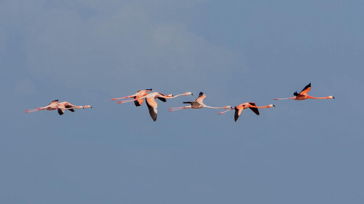 American Flamingo - ML621703953