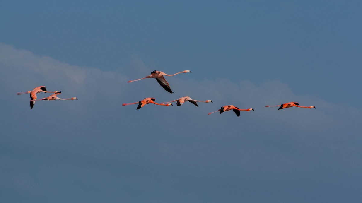 American Flamingo - Ido Ben-Itzhak