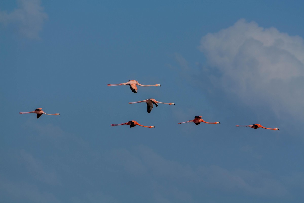 American Flamingo - ML621703955