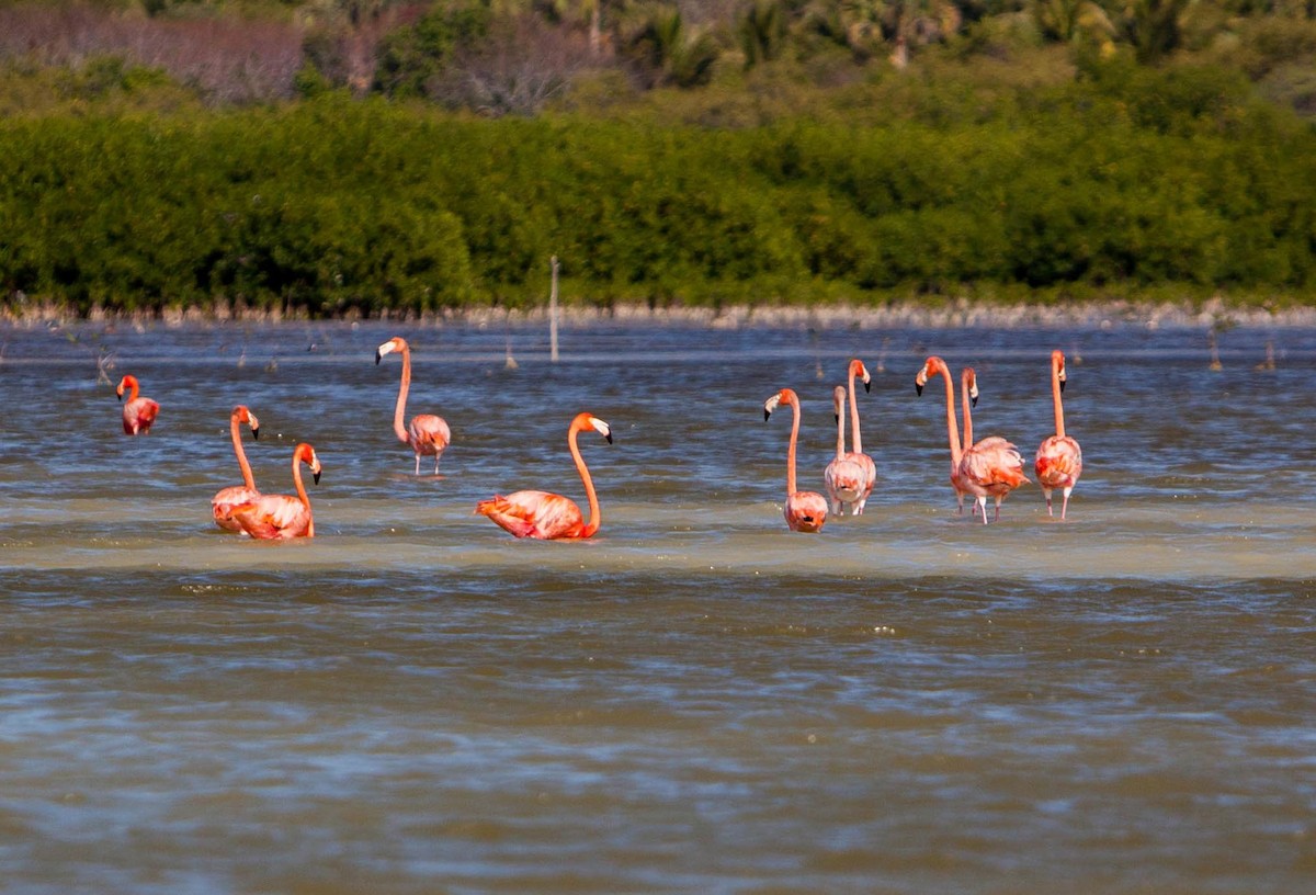 American Flamingo - ML621703956