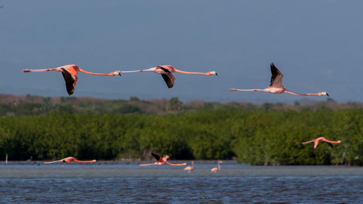 American Flamingo - ML621703957