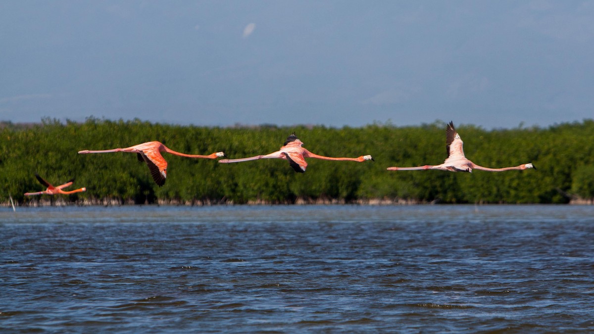 American Flamingo - ML621703958