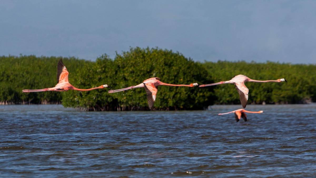 American Flamingo - ML621703959