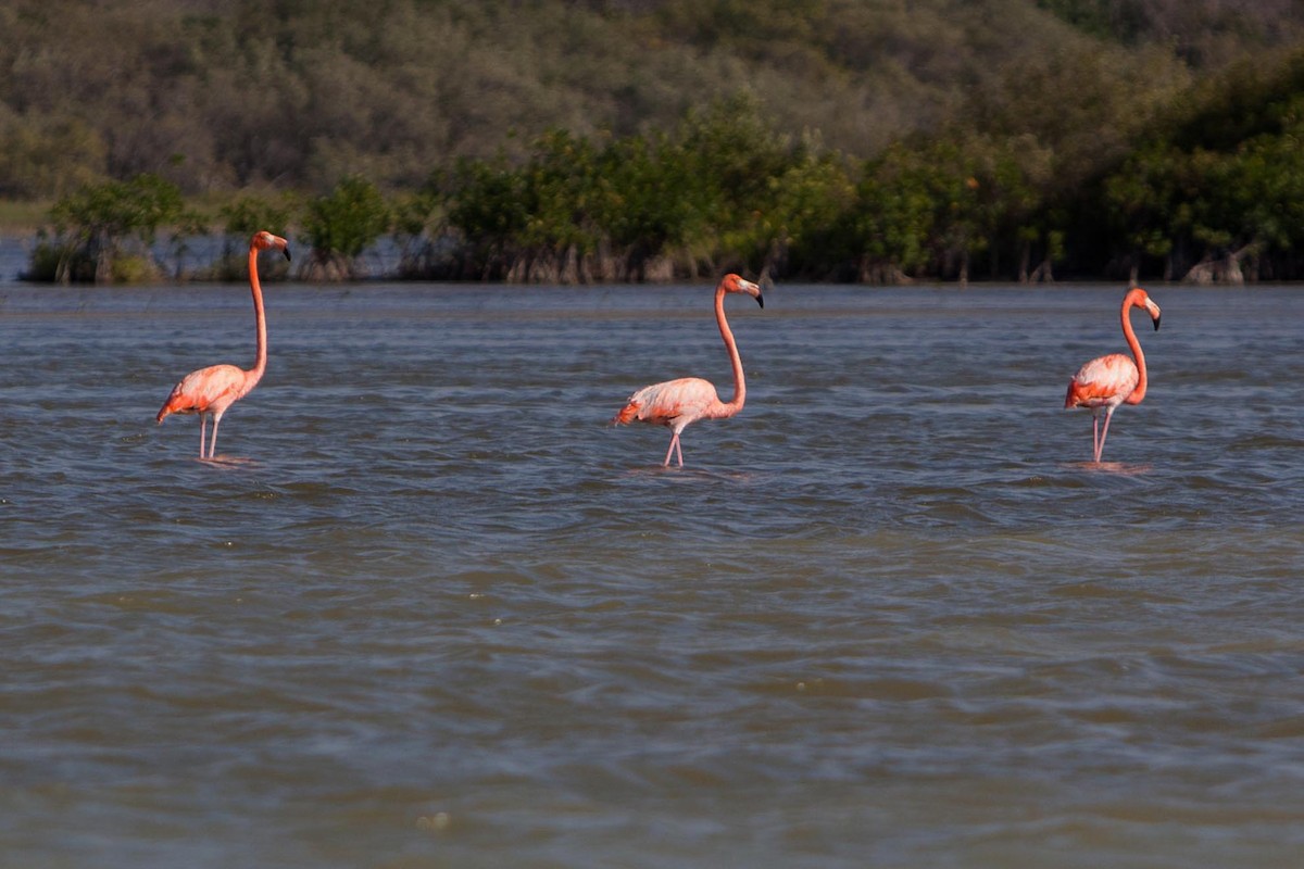 American Flamingo - ML621703961