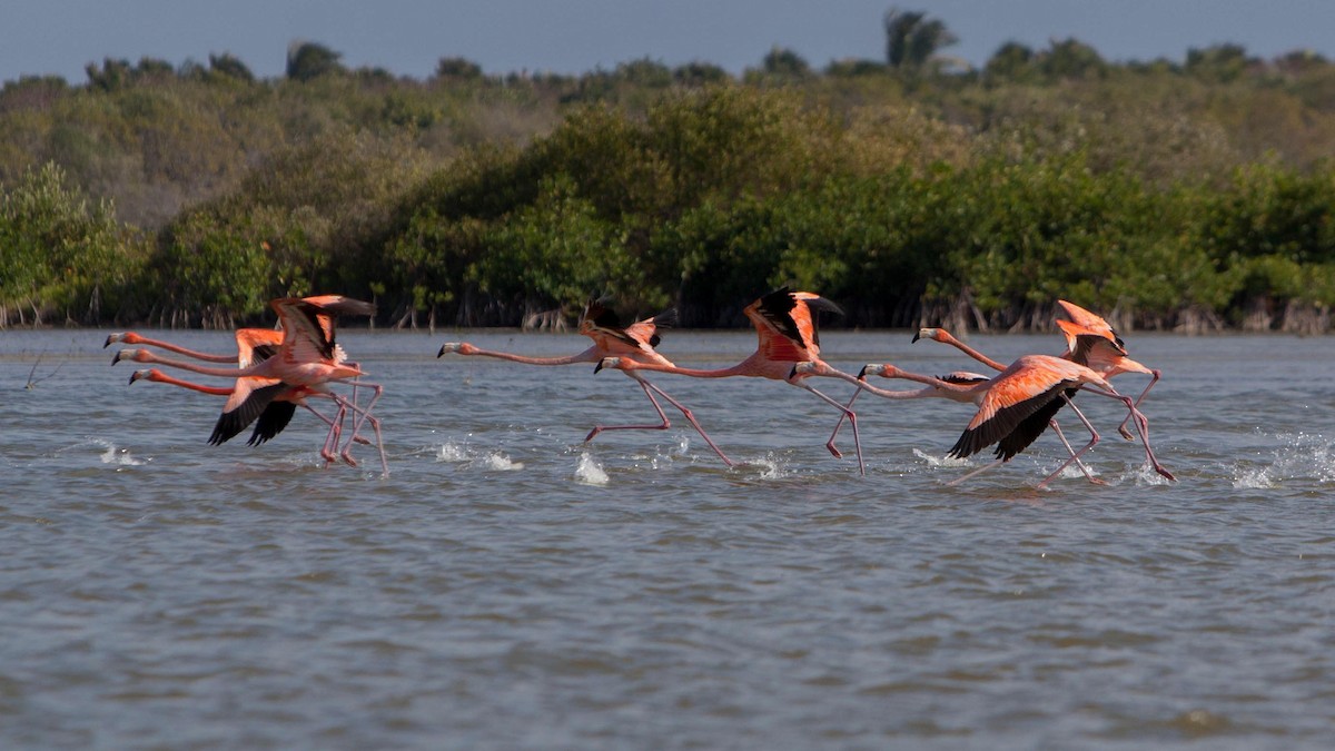 American Flamingo - ML621703963