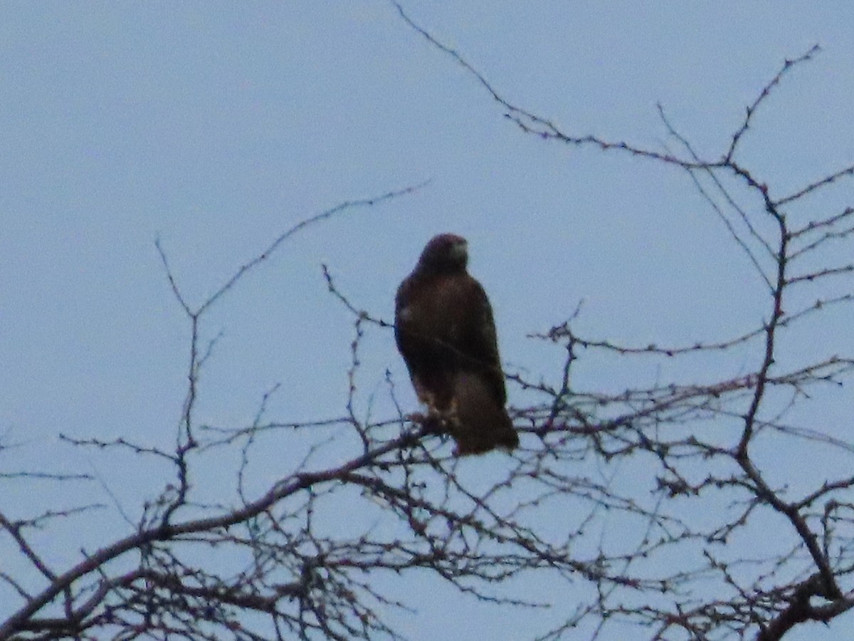 Red-tailed Hawk (jamaicensis) - Harley Winfrey