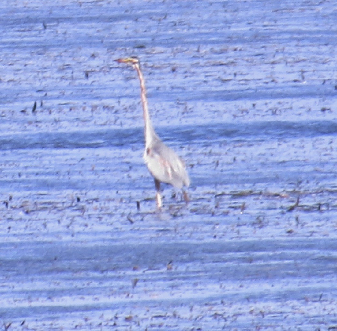 Purple Heron - ML621704050