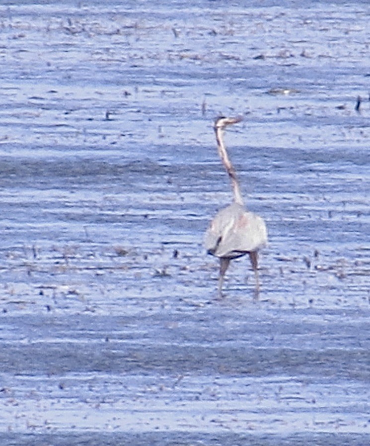 Purple Heron - ML621704056