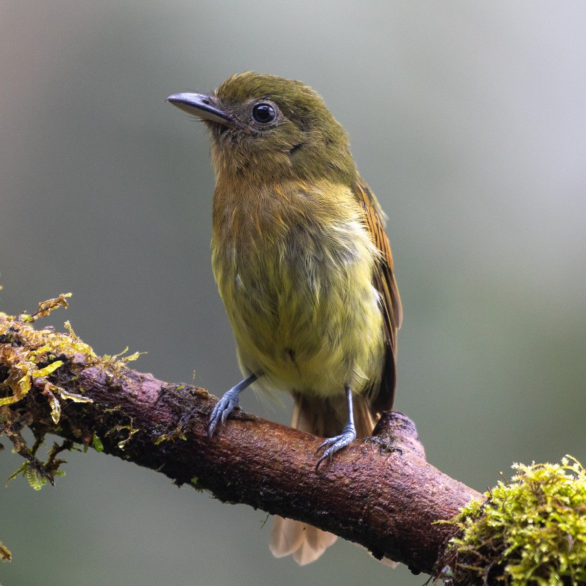 Fulvous-breasted Flatbill - ML621704063