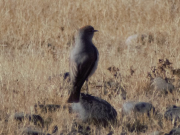 Rufous-naped Ground-Tyrant - ML621704092