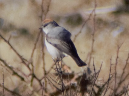 Rufous-naped Ground-Tyrant - ML621704093