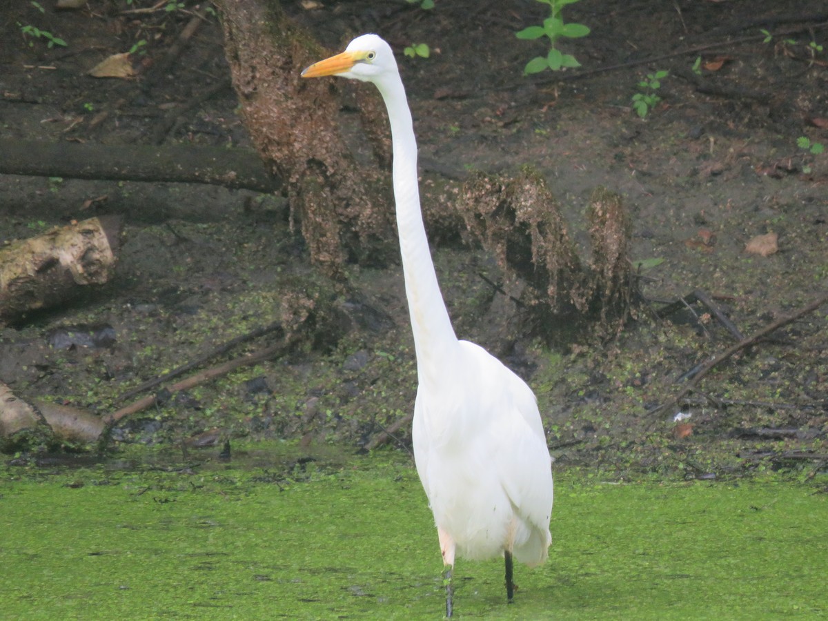 Great Egret - ML621704105