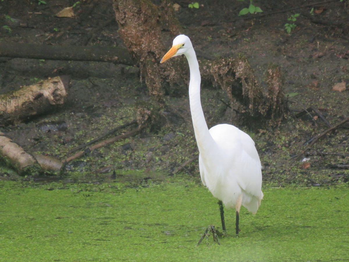 Great Egret - ML621704106