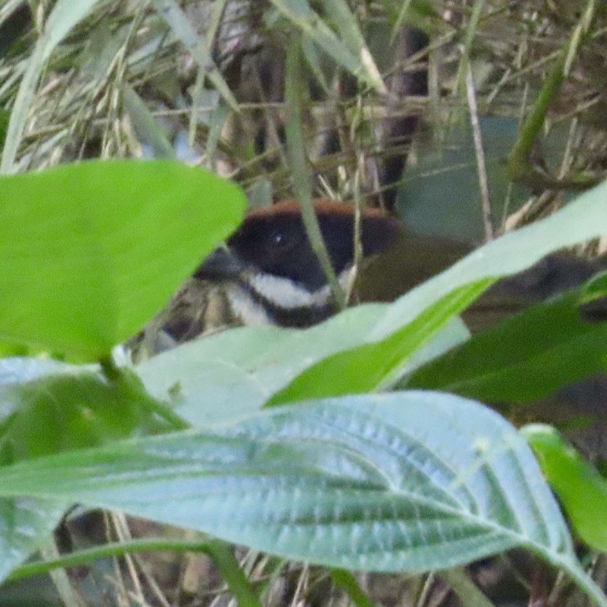 Moustached Brushfinch - ML621704108