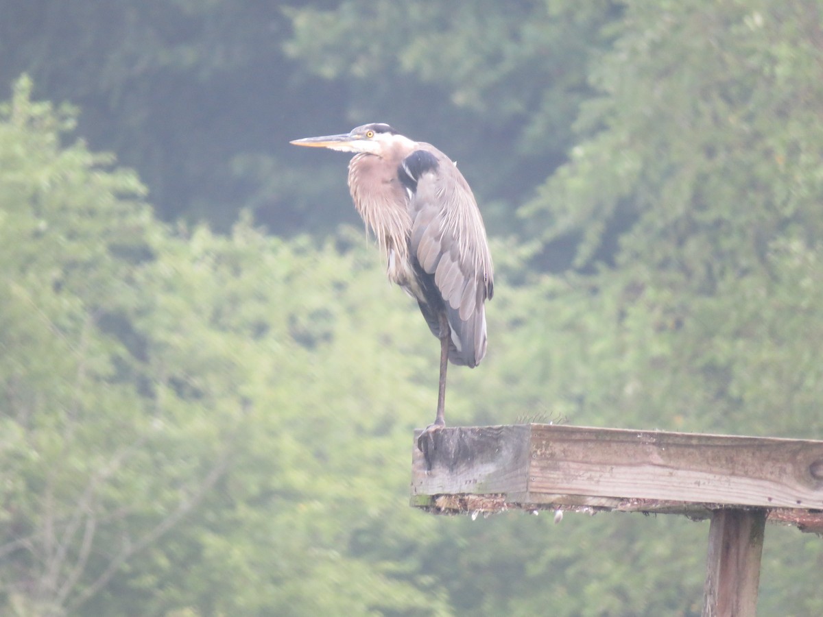 Great Blue Heron - ML621704118