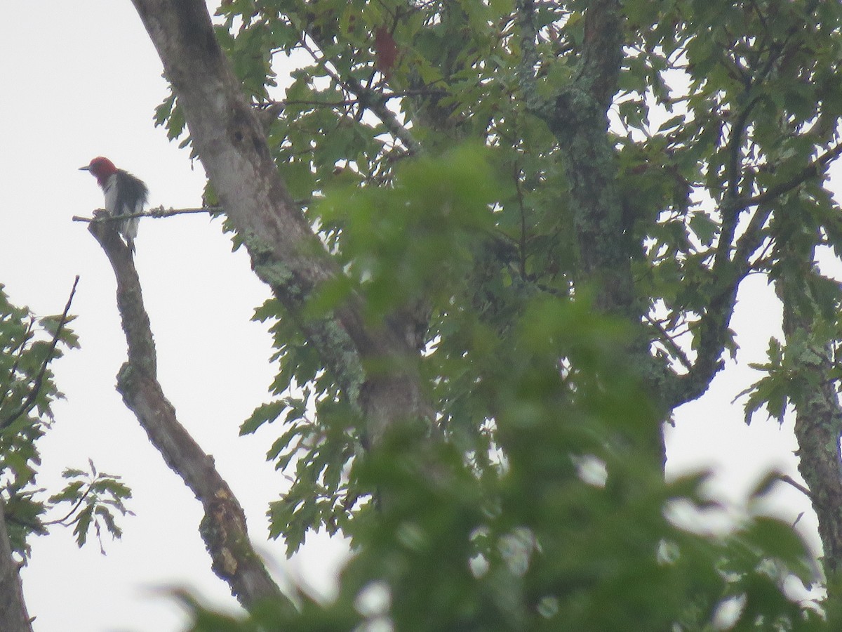 Red-headed Woodpecker - Keith Jahoda