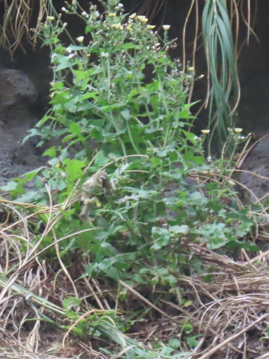 Inaccessible Island Finch - ML621704154