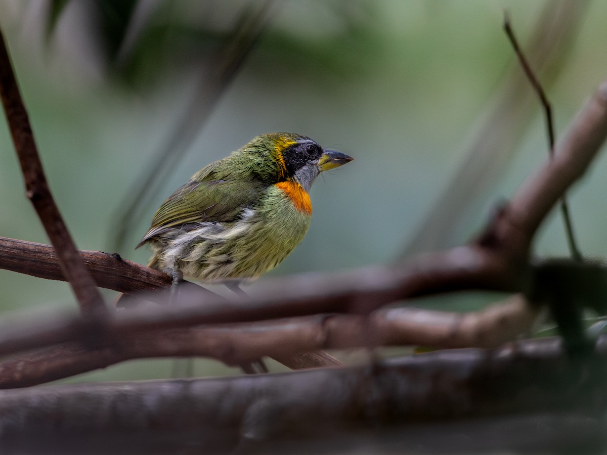 Lemon-throated Barbet - ML621704168