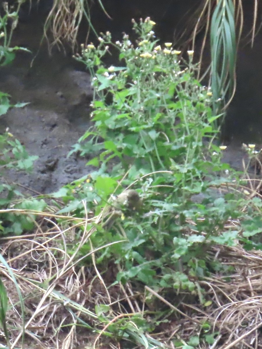 Inaccessible Island Finch - ML621704176