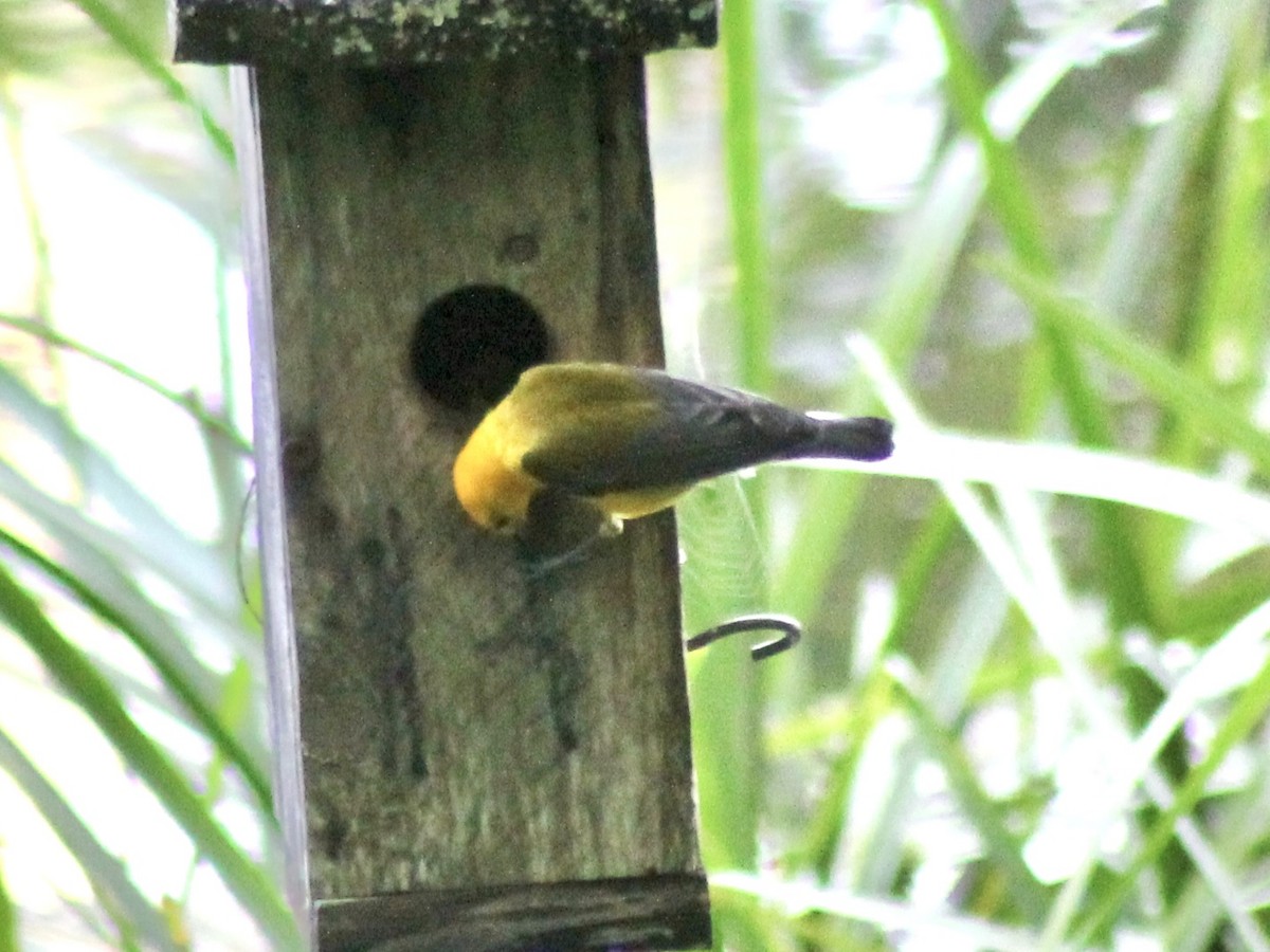 Prothonotary Warbler - ML621704188