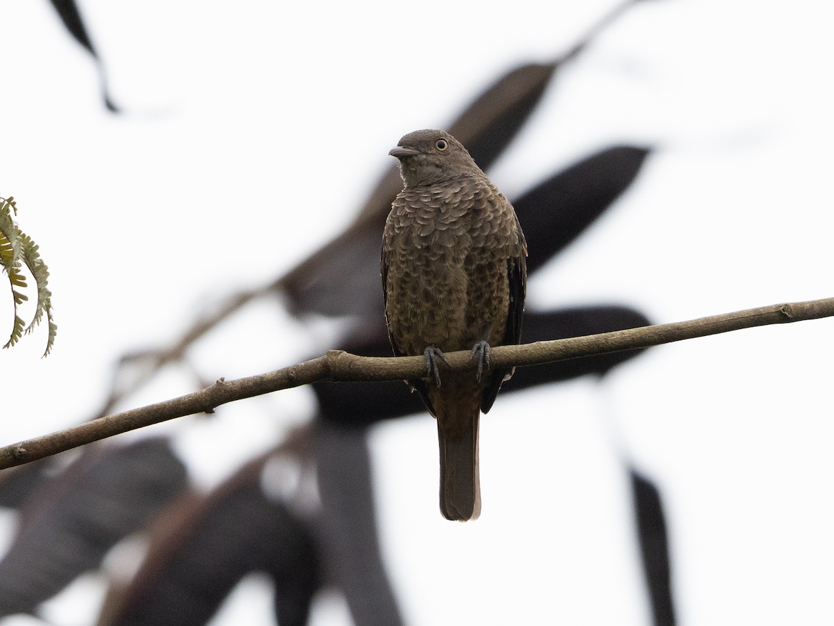 Plum-throated Cotinga - Héctor Bottai