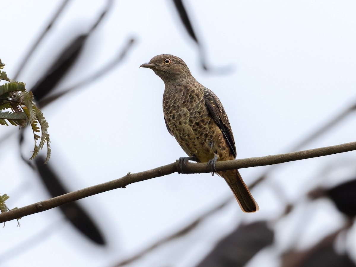 Plum-throated Cotinga - ML621704205