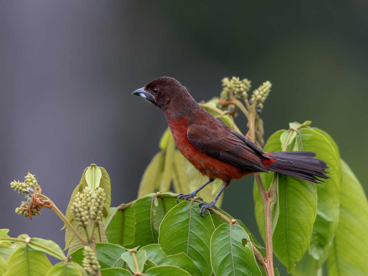 Silver-beaked Tanager - ML621704231
