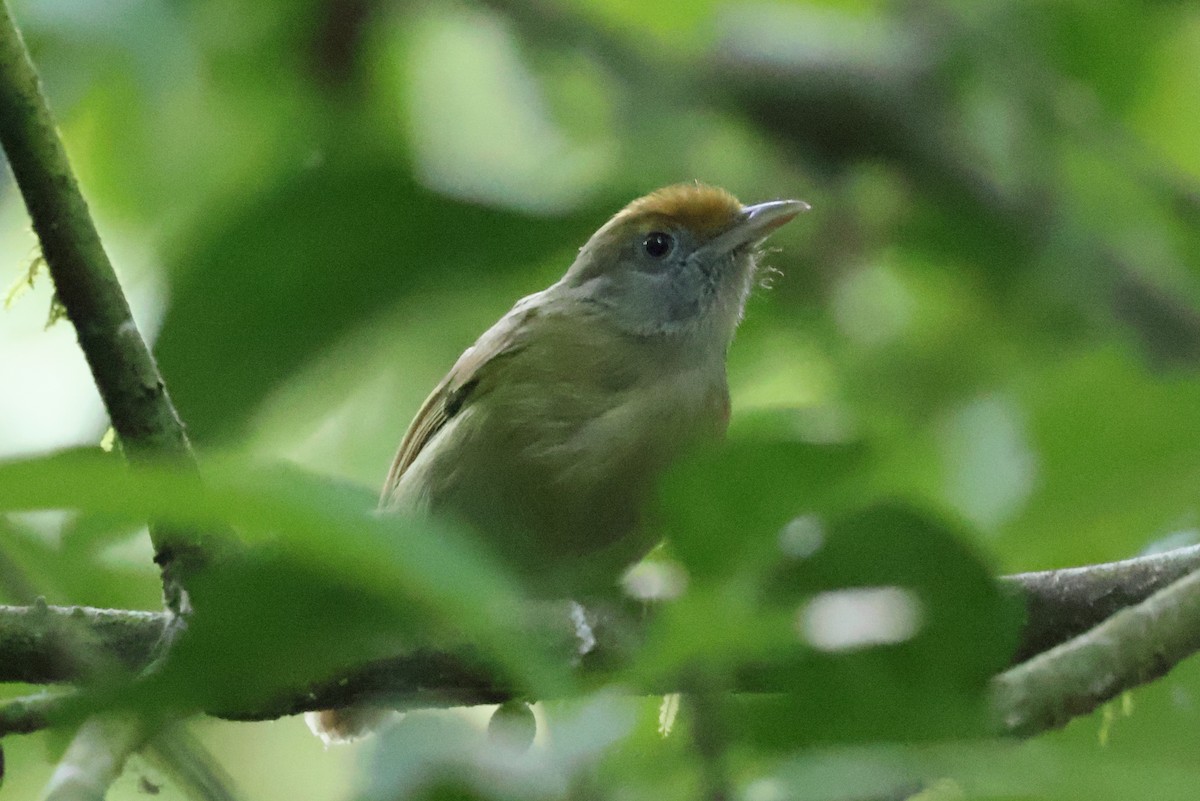 Tawny-crowned Greenlet - ML621704236