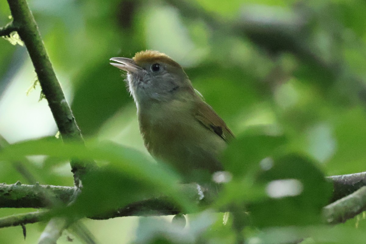 Tawny-crowned Greenlet - ML621704237