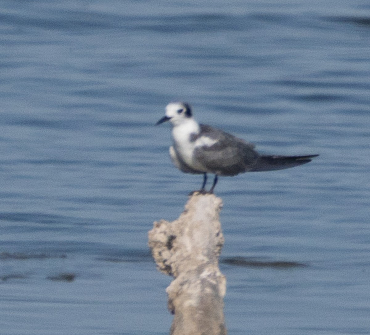 Black Tern - ML621704264