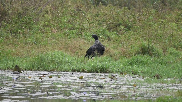 Horned Screamer - ML621704329