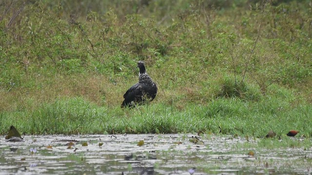 Horned Screamer - ML621704330