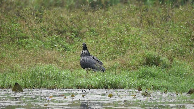 Horned Screamer - ML621704331