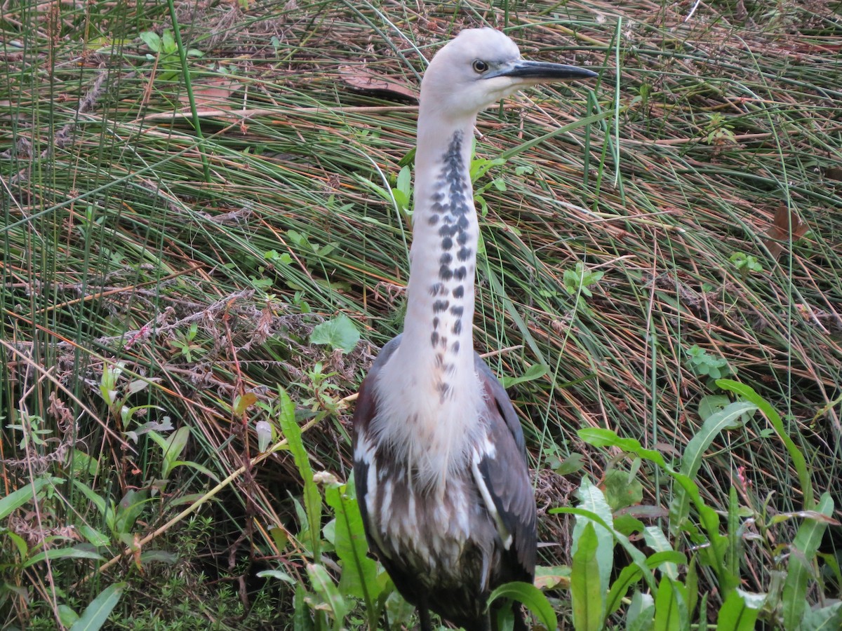 Pacific Heron - ML62170441