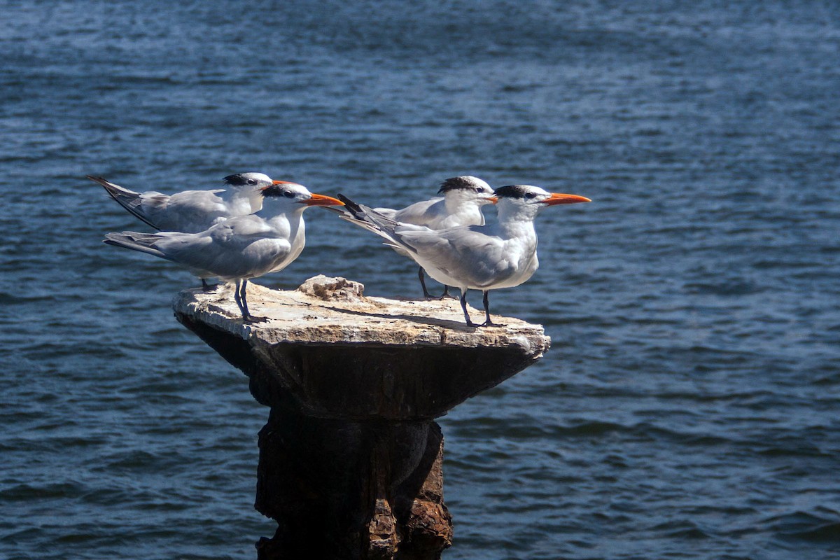 Royal Tern - ML621704457