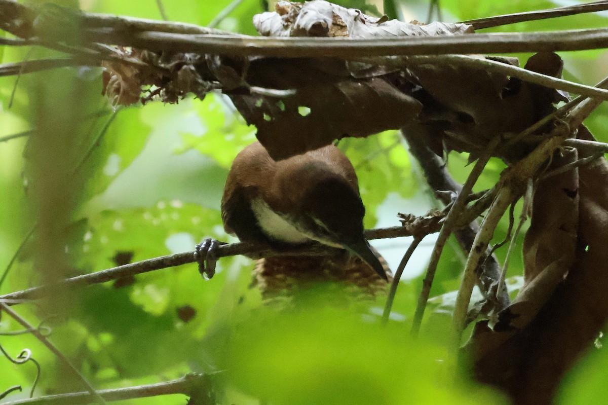 Black-bellied Wren - ML621704474