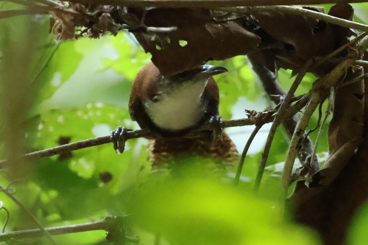 Black-bellied Wren - ML621704475