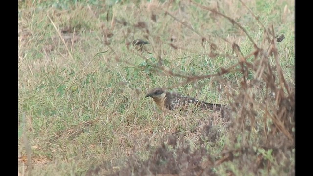 Great Spotted Cuckoo - ML621704620