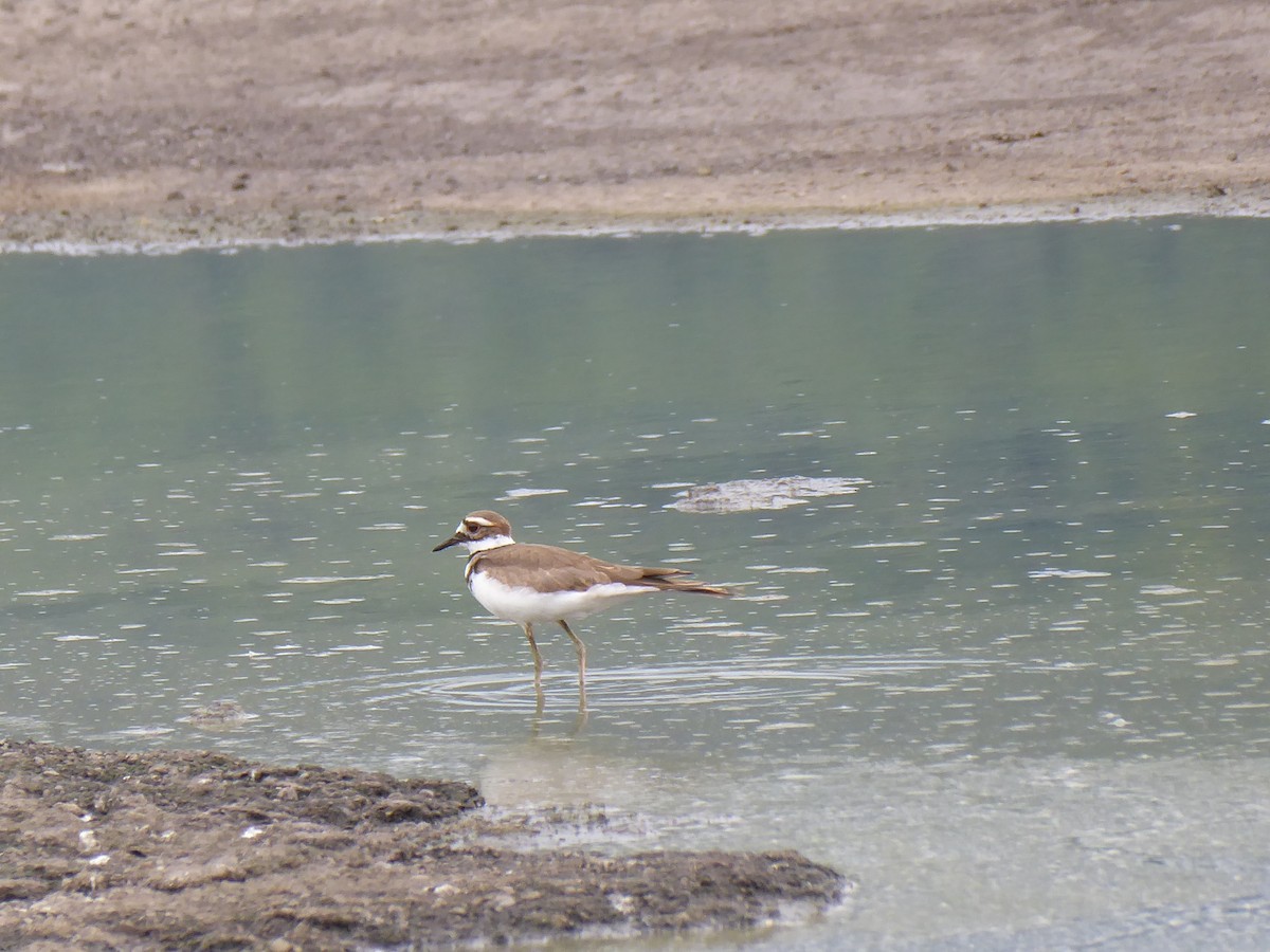 Killdeer - ML621704688