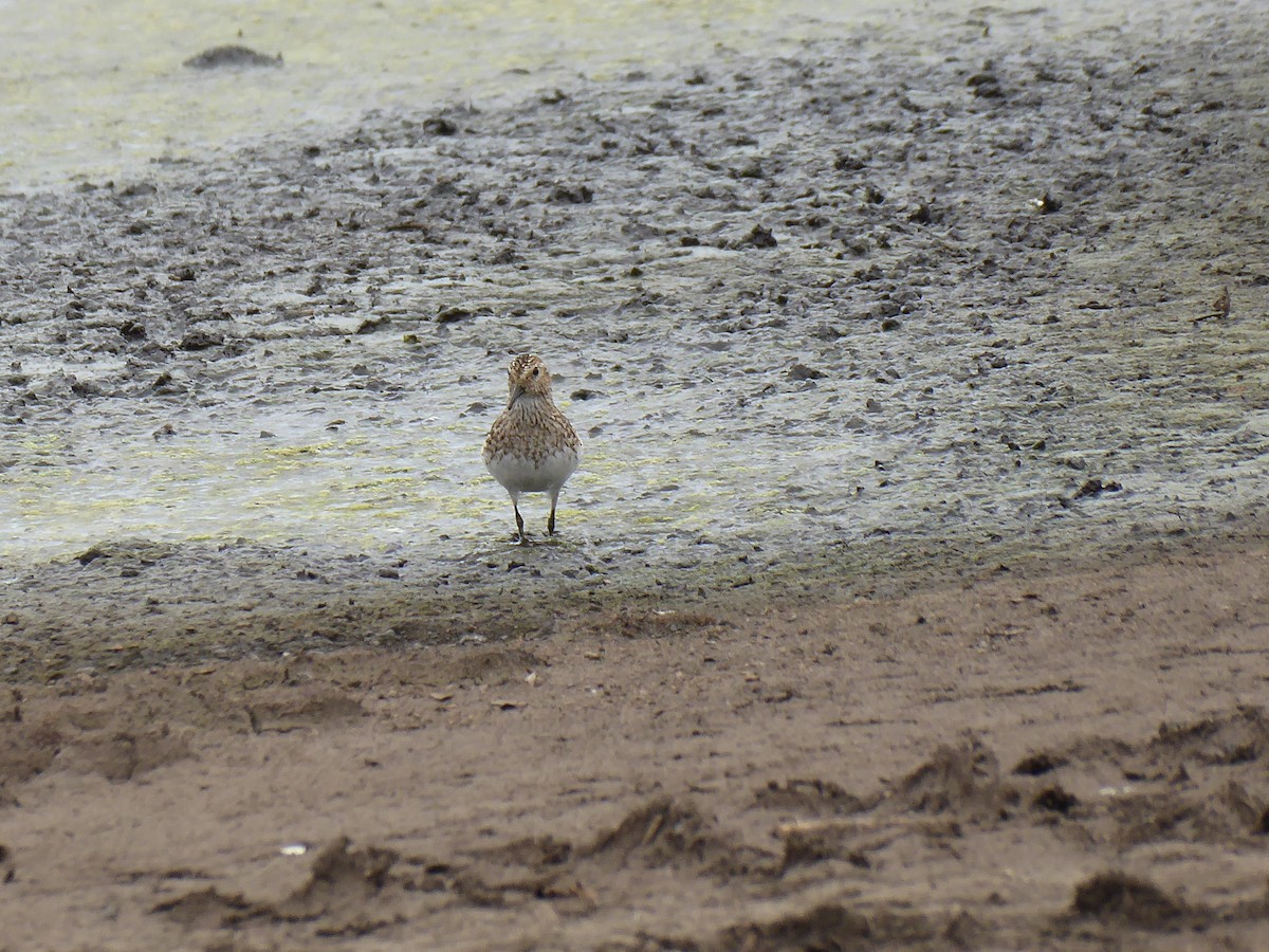 Least Sandpiper - ML621704690