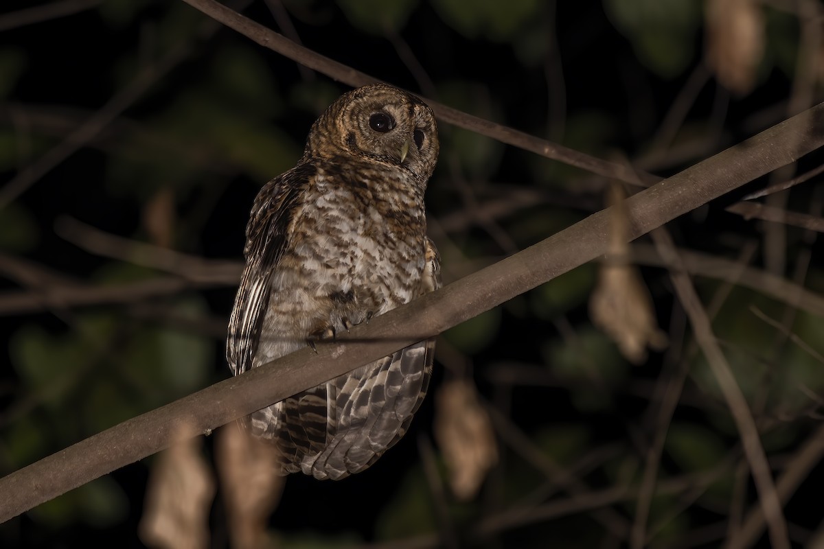 Rusty-barred Owl - ML621704692