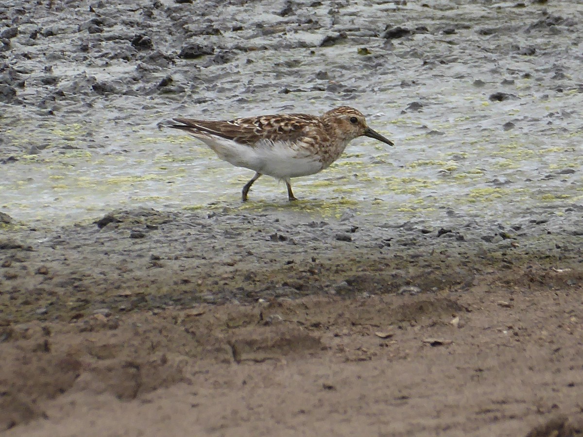 Least Sandpiper - ML621704695