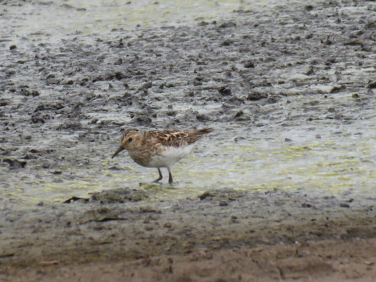 Least Sandpiper - M. Jordan