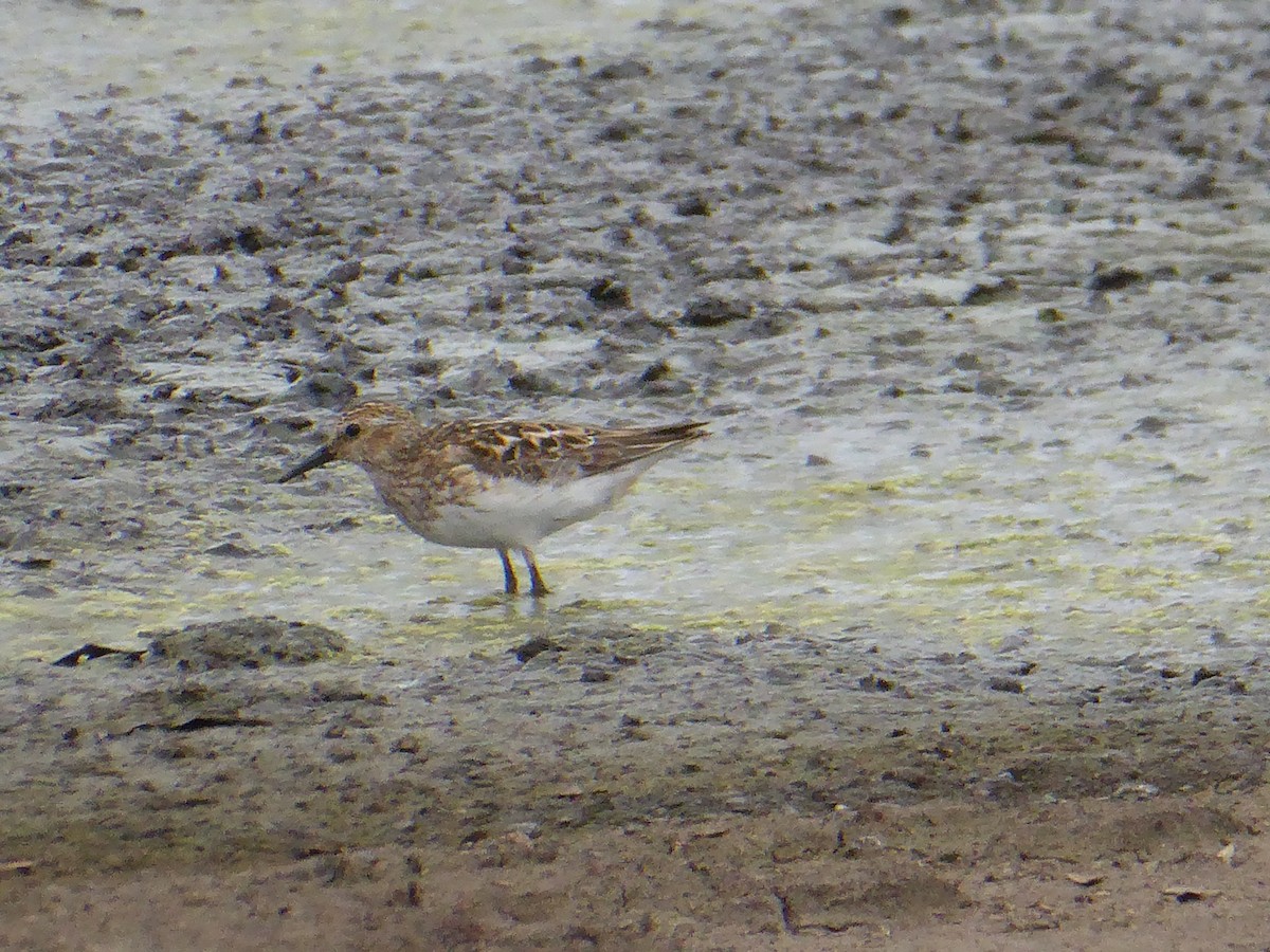 Least Sandpiper - ML621704700