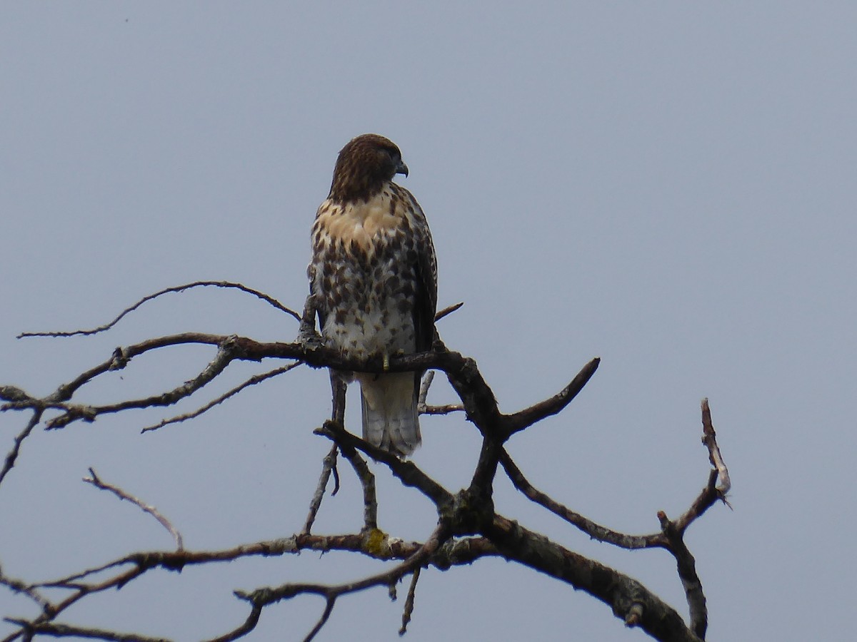 Red-tailed Hawk - M. Jordan