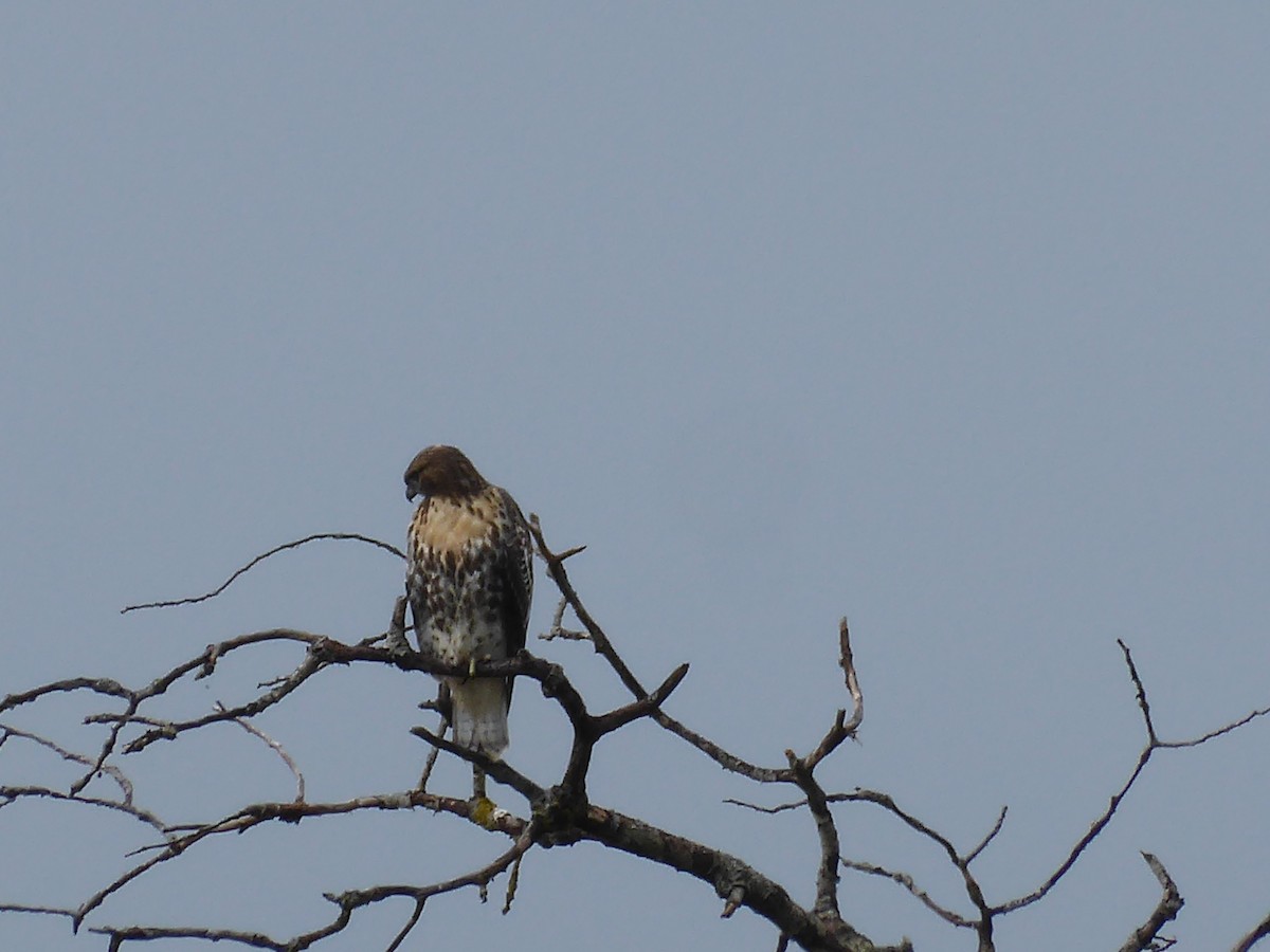 Red-tailed Hawk - ML621704732